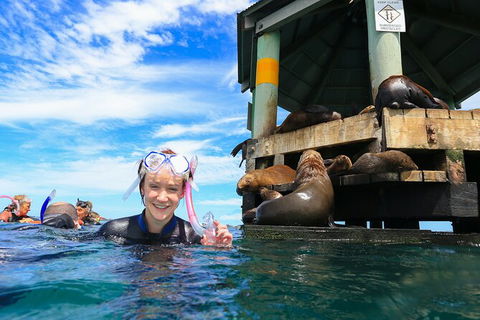3 Hour Dolphin And Seal Swim (NOV-APR) - Nambucca Heads Accommodation 4