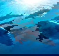 3 hour Dolphin and Seal Swim NOV-APR - Nambucca Heads Accommodation