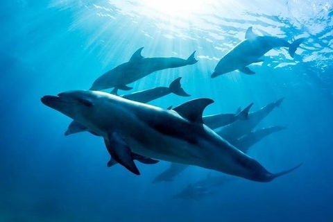 3 Hour Dolphin And Seal Swim (NOV-APR) - Nambucca Heads Accommodation 0