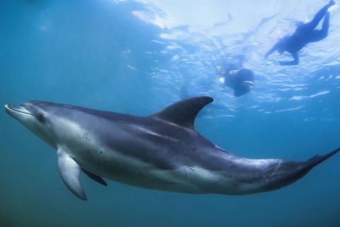 3 Hour Dolphin And Seal Swim (NOV-APR) - Nambucca Heads Accommodation 1
