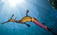 3 Hour Dolphin And Seal Swim (NOV-APR) - thumb 3