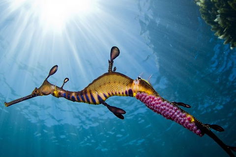 3 Hour Dolphin And Seal Swim (NOV-APR) - Nambucca Heads Accommodation 3