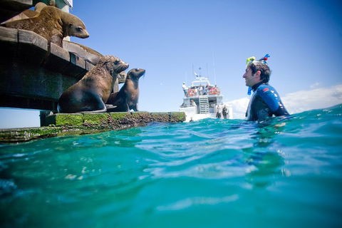 3 Hour Dolphin And Seal Swim (NOV-APR) - Nambucca Heads Accommodation 5