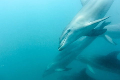 Dolphin And Seal Swim Reef Snorkel Boat Tour Mornington Peninsula - Nambucca Heads Accommodation 12