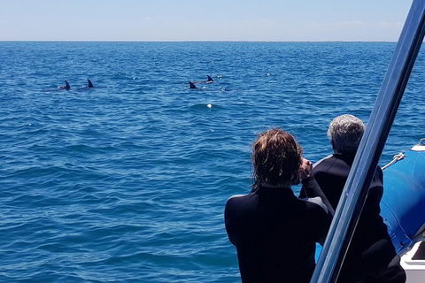 Dolphin And Seal Swim Reef Snorkel Boat Tour Mornington Peninsula - Nambucca Heads Accommodation 13
