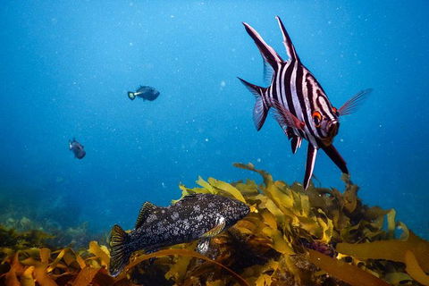 Dolphin And Seal Swim Reef Snorkel Boat Tour Mornington Peninsula - Nambucca Heads Accommodation 5