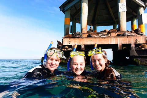 Dolphin And Seal Swim Reef Snorkel Boat Tour Mornington Peninsula - Nambucca Heads Accommodation 4