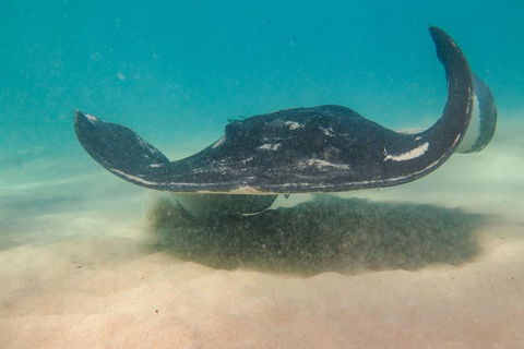 Dolphin And Seal Swim Reef Snorkel Boat Tour Mornington Peninsula - Nambucca Heads Accommodation 15