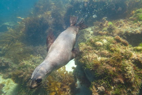 Dolphin And Seal Swim Reef Snorkel Boat Tour Mornington Peninsula - Nambucca Heads Accommodation 3