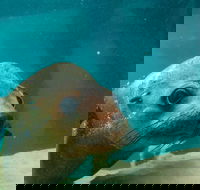 Dolphin and Seal Swim Reef Snorkel Boat Tour Mornington Peninsula - Nambucca Heads Accommodation