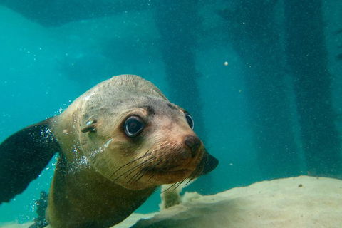 Dolphin And Seal Swim Reef Snorkel Boat Tour Mornington Peninsula - Nambucca Heads Accommodation 0