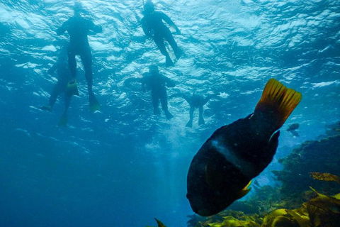 Dolphin And Seal Swim Reef Snorkel Boat Tour Mornington Peninsula - Nambucca Heads Accommodation 1