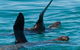 Dolphin And Seal Watching Eco Boat Cruise Mornington Peninsula - thumb 13