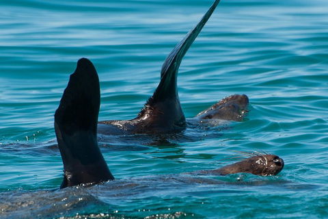 Dolphin And Seal Watching Eco Boat Cruise Mornington Peninsula - Nambucca Heads Accommodation 13