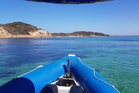 Dolphin And Seal Watching Eco Boat Cruise Mornington Peninsula - Nambucca Heads Accommodation 3