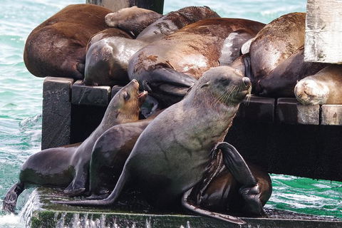 Dolphin And Seal Watching Eco Boat Cruise Mornington Peninsula - Nambucca Heads Accommodation 5