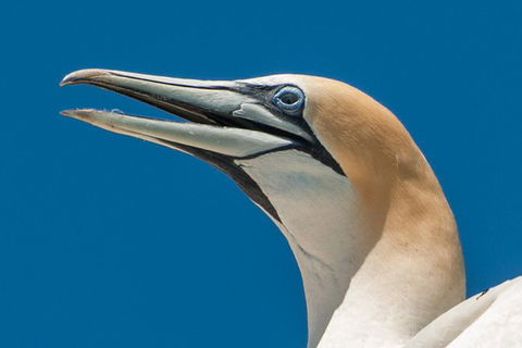 Dolphin And Seal Watching Eco Boat Cruise Mornington Peninsula - Nambucca Heads Accommodation 4