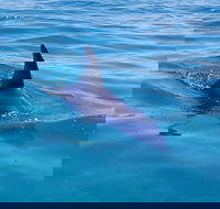 Dolphin and Seal Watching Eco Boat Cruise Mornington Peninsula - Nambucca Heads Accommodation