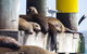 Dolphin And Seal Watching Eco Boat Cruise Mornington Peninsula - thumb 7