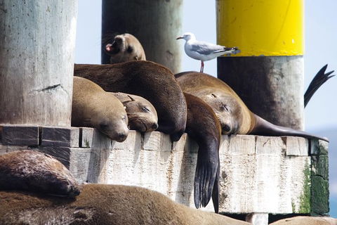 Dolphin And Seal Watching Eco Boat Cruise Mornington Peninsula - Nambucca Heads Accommodation 7