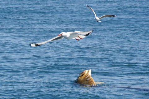 Dolphin And Seal Watching Eco Boat Cruise Mornington Peninsula - Nambucca Heads Accommodation 1