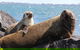 Dolphin And Seal Watching Eco Boat Cruise Mornington Peninsula - thumb 8