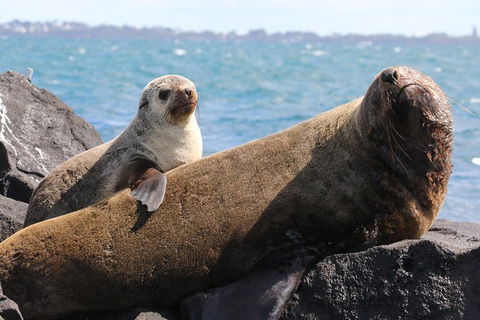 Dolphin And Seal Watching Eco Boat Cruise Mornington Peninsula - Nambucca Heads Accommodation 8