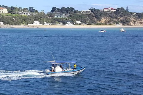 Dolphin And Seal Watching Eco Boat Cruise Mornington Peninsula - Nambucca Heads Accommodation 14
