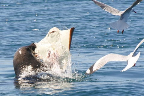 Dolphin And Seal Watching Eco Boat Cruise Mornington Peninsula - Nambucca Heads Accommodation 6
