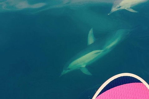 Stand Up Paddle Boarding - Nambucca Heads Accommodation 3
