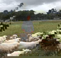 Feed the Animals at Heritage Farm - Nambucca Heads Accommodation