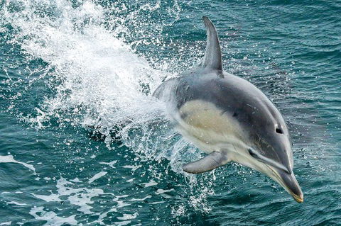 Dolphin & Whale Cruise - Nambucca Heads Accommodation 5