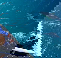 Dolphin  Whale Cruise - Nambucca Heads Accommodation