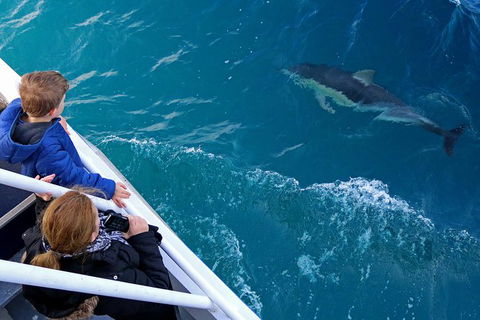 Dolphin & Whale Cruise - Nambucca Heads Accommodation 0