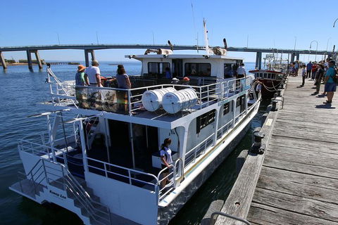 Dolphin & Whale Cruise - Nambucca Heads Accommodation 1
