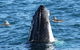 Dolphin & Whale Cruise - thumb 3