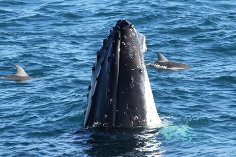 Dolphin & Whale Cruise - Nambucca Heads Accommodation 3