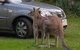 The Great Ocean Road Private 1 Day Tour - thumb 4