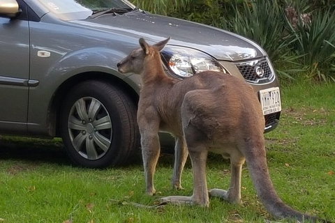 The Great Ocean Road Private 1 Day Tour - Nambucca Heads Accommodation 4