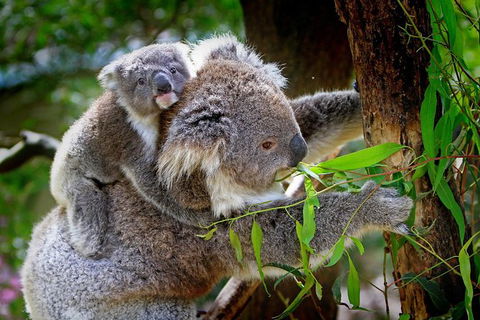 LGBT+ Friendly 9-Hour Great Ocean Road Private Tour - Nambucca Heads Accommodation 3