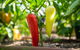 Meet The Farmer, Meet The Chef For 2 People - thumb 4