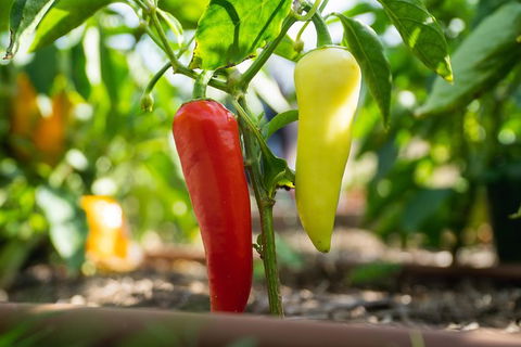 Meet The Farmer, Meet The Chef For 2 People - Nambucca Heads Accommodation 4