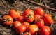 Meet The Farmer, Meet The Chef For 2 People - thumb 12
