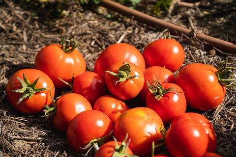 Meet The Farmer, Meet The Chef For 2 People - Nambucca Heads Accommodation 12