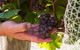 Meet The Farmer, Meet The Chef For 2 People - thumb 11