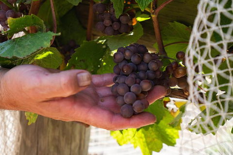 Meet The Farmer, Meet The Chef For 2 People - Nambucca Heads Accommodation 11