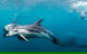 Private 2 Hour Dolphin And Seal Swim Mornington Peninsula - thumb 0