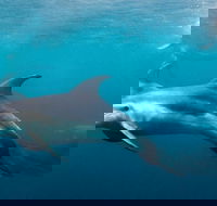 Private 2 Hour Dolphin and Seal Swim Mornington Peninsula - Nambucca Heads Accommodation