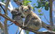 LGBT+ Friendly 12-Hour Great Ocean Road Private Tour - thumb 8