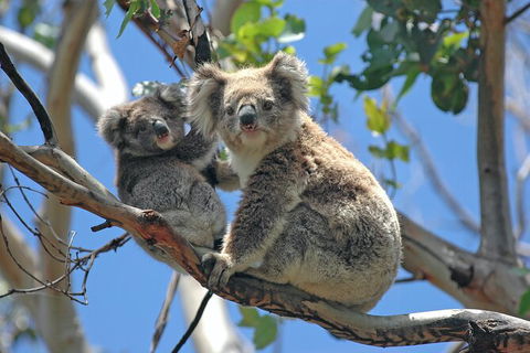 LGBT+ Friendly 12-Hour Great Ocean Road Private Tour - Nambucca Heads Accommodation 8